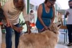 Goiânia realiza campanha antirrábica com vacinação gratuita para pets