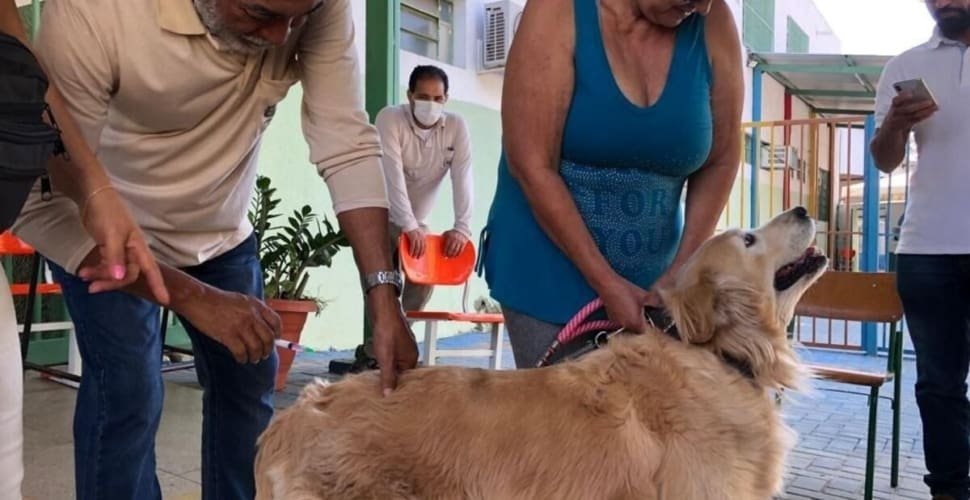 Goiânia realiza campanha antirrábica com vacinação gratuita para pets