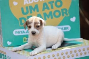 Prefeitura de Aparecida realiza evento de adoção de pets neste sábado, 26