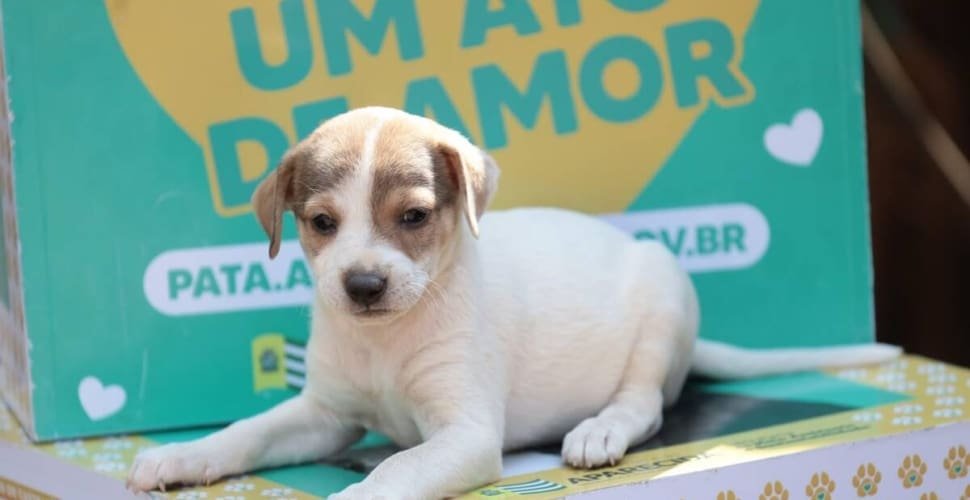 Prefeitura de Aparecida realiza evento de adoção de pets neste sábado, 26