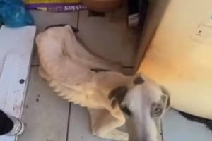 PC prende duas pessoas em flagrante por maus-tratos a cão em Mineiros