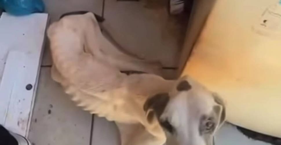 PC prende duas pessoas em flagrante por maus-tratos a cão em Mineiros