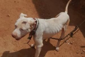 PCGO prende homem por maus-tratos a cão mantido acorrentado há oito meses