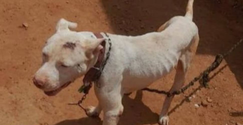 PCGO prende homem por maus-tratos a cão mantido acorrentado há oito meses