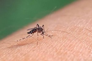 SES intensifica combate ao Aedes aegypti em todo o Estado e pede apoio da população
