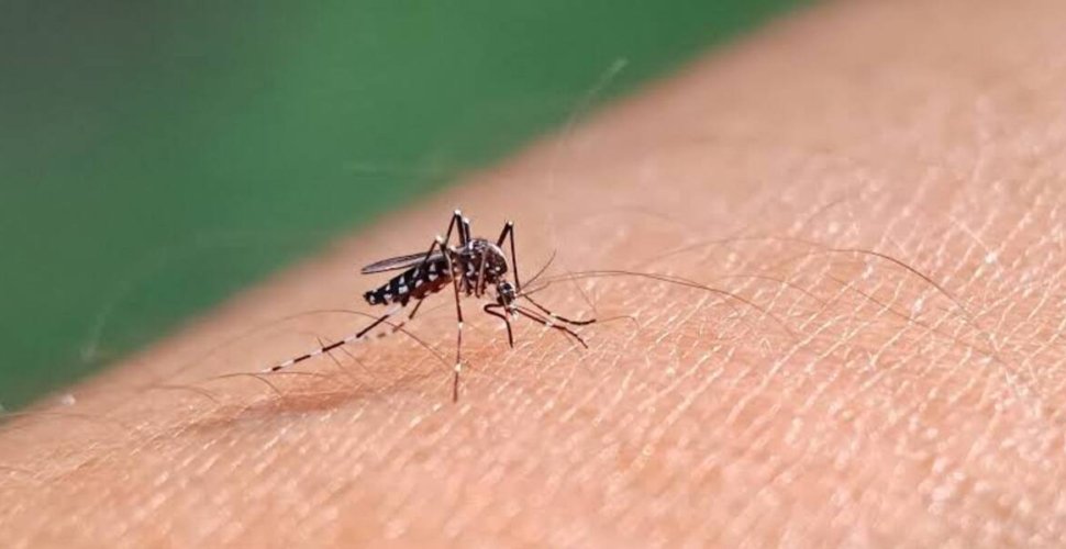 SES intensifica combate ao Aedes aegypti em todo o Estado e pede apoio da população